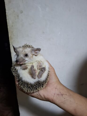 Gəmiricilər: Afrika cırtdan kirpisi (hedgehog) - Növ: Afrika cırtdanı (pet kimi — 6