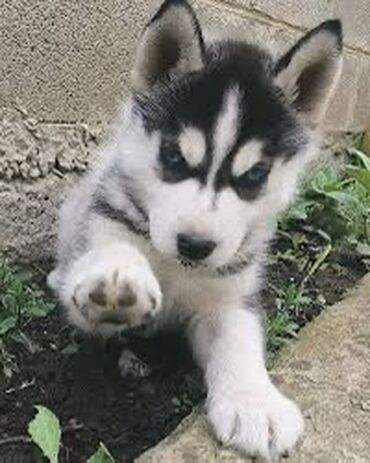 восточная ориентальная кошка: Хаски, 1 месяц, Самка, С прививкой, С родословной