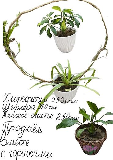 джут: Комнатные растения и подвес для кашпо - Сансевиерия (Sansevieria — 10