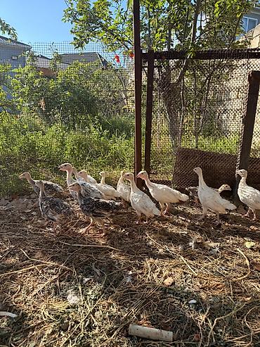 yemlər: Hinduşka cücələri – yerli təsərrüfatdan - Növ: hinduşka (qarışıq — 4