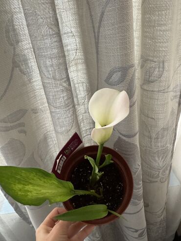 уголь каракече бешсары шабыркуль каражыра доставка бишкек купить фото: Калла 550 сом Гибискус 400 сом Пуансетия 350 сом Денежное дерево