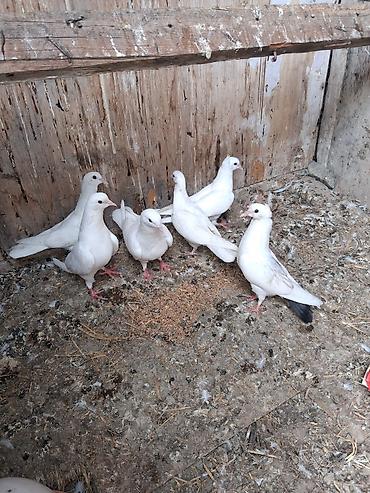 rengli quslar: Ağ rəngli göyərçinlər – eyni yuvalıqdan olan, zərif bədən quruluşlu və — 2