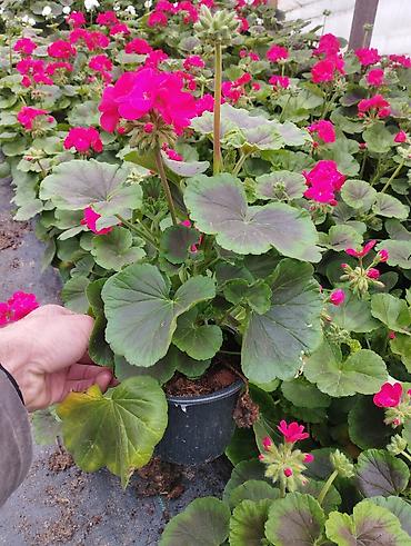 Buket güllər: Geran, sardunya, geranium, pelargonium, geran zonali topdan və — 5