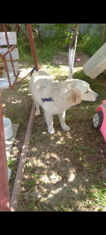 it damlari: Labrador-retriver, 6 ay, Erkek