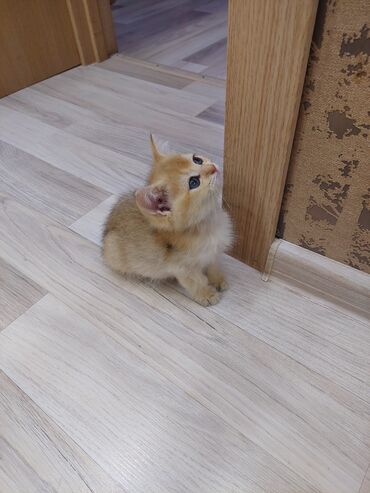 Pişiklər: Qızıl şinşilla, Erkək, Dişi, Yaxşı əllərə, Ünvandan götürmə -da lalafo.az — 2 Pişiklər: Qızıl şinşilla, Erkək, Dişi, Yaxşı əllərə, Ünvandan götürmə — 2