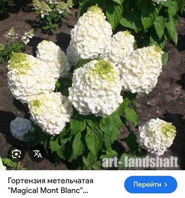 растения в горшках: Саженцы цветка: Гортензии