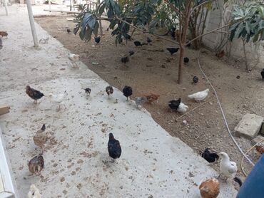 Digər quşlar: 2-3-4 aylıq cucelerdi.vaksinleri olub lasota çiçək vaksini.vitaminleri -da lalafo.az — 10 Digər quşlar: 2-3-4 aylıq cucelerdi.vaksinleri olub lasota çiçək vaksini.vitaminleri — 10