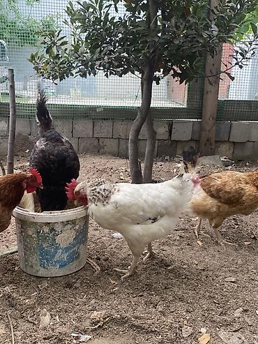 brama toyuqları: Курица, Для яиц, Самовывоз — 6