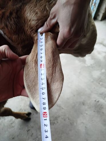 Бараны, овцы: Продаю | Овца (самка) | Арашан | Для разведения — 7