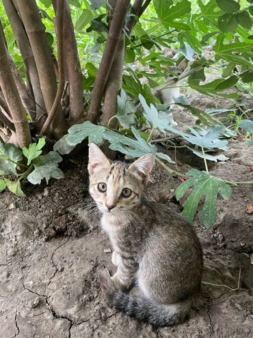 сиамские котята в дар: Котята 3-4 месяца . Приучены к лотку обработана от паразитов