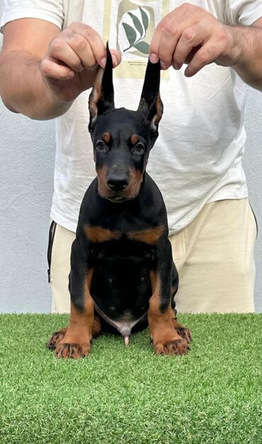 doberman crni: Stenci dobermana vrhunskog porekla. Rezervacija je u toku. Prvo leglo