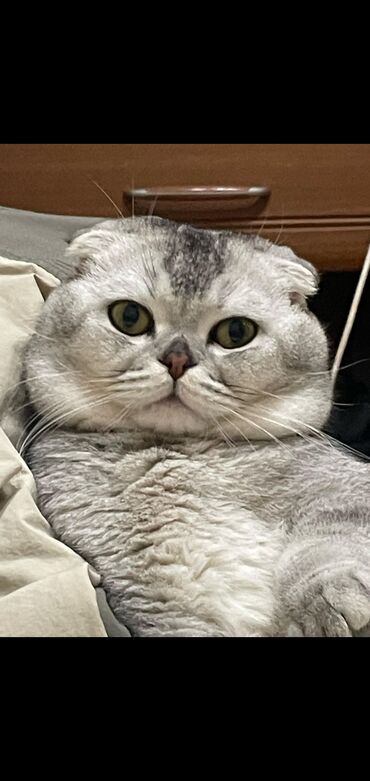 İnformatika: Şinşilla, Erkək, Cütləşmə üçün