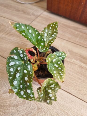 Филодендроны: Сциндапсусы,сансевиерии ва,алоказия,бегония макулата монстера — 6