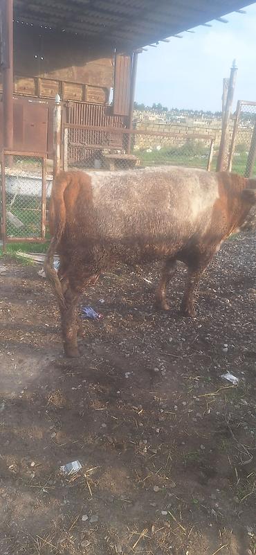 ev iti ucuz: 1ilin bordaqidi bakidi mal vacap 0553011600 super kok mallardi — 1