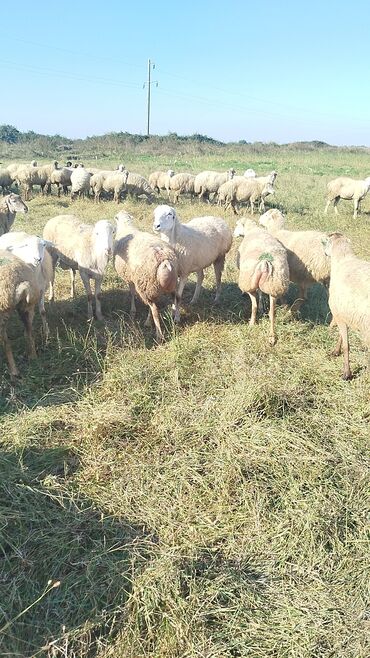 bmw 3 серия 324td at: Qoyun sürüsü – ət və süd istiqamətli yerli cinslər - Şəkillərdə geniş