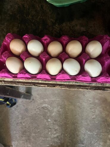 Растительное масло: Təmizqan sosyet heyratı fərələrin yumurtalarıdi qəşəy cinsdi tam