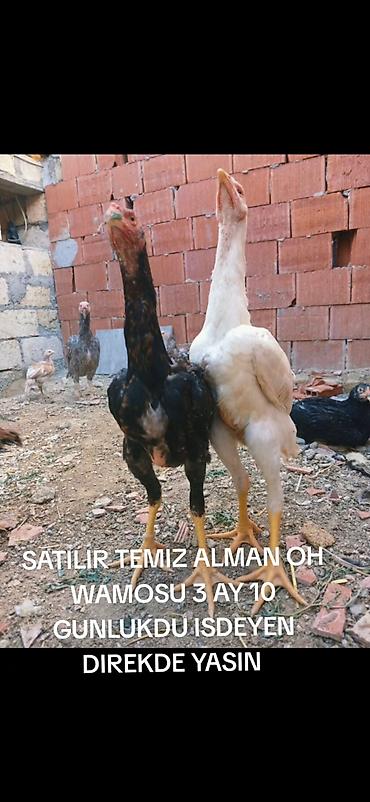 heyvan alqi satqisi: Toyuq, Damazlıq — 3