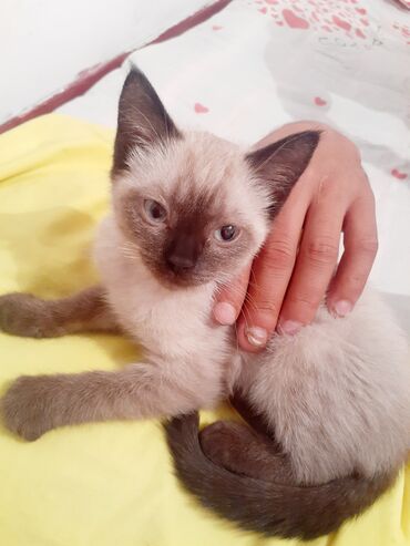 китайская кошка: Сиамская, 2 месяца, Девочка, Серый, Приучена к лотку