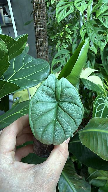 Монстеры: Детки Алоказии Полли по 200 Монстера адансони вариегатная (Monstera — 6