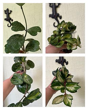 вьющиеся: Комнатные лианы Hoya (хойя) в подвесных кашпо - Разные сорта: на фото — 4