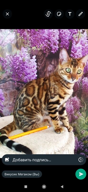 Продажа кошек: Друзья !! в проф питомнике Бен Гла Мур новые детки .Бенгальские котята — 11