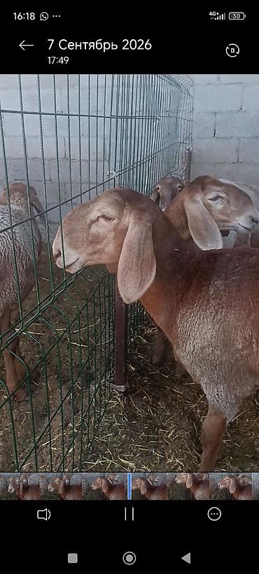 бенгалская кошка даром: Продаю | Овца (самка) | Арашан | Для разведения | Племенные — 3