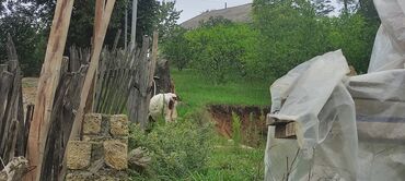 Inəklər, öküzlər: Dişi, il: 2, 250 kq, Südlük — 9