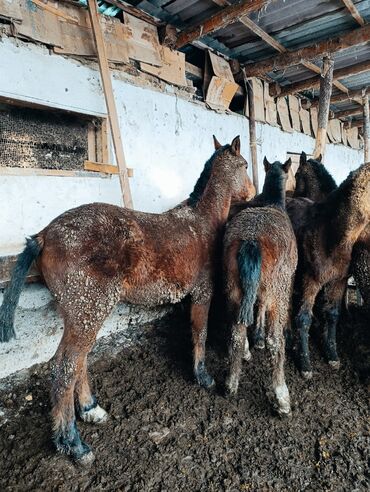 Лошади, кони: Продаю | Жеребенок | Для разведения | Племенные — 13