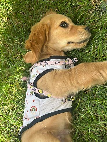 adamcıl it: Labrador-retriver, 2 ay, Erkək — 4