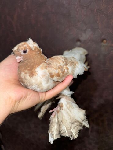 домашние голуби: Продам двухчубый голубь