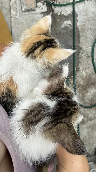 Отдам даром кошку: Котята: мальчик и девочка К латку приучены, игривые кушают очень — 30