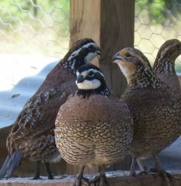 купить корм для перепелов несушек: Продаю | Петух, Куры