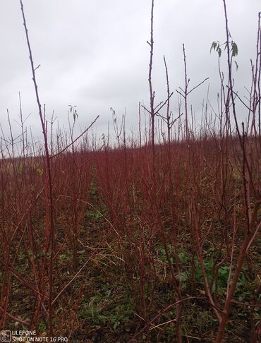 Şitillər: Sağlam meyvə tinglərin satişi çatdırılma pulsuz — 6