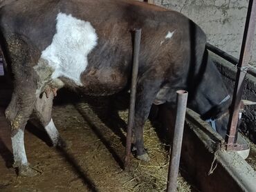 собака доберман сколько стоит: Продаю | Корова (самка) | Для разведения, Для молока | Стельные