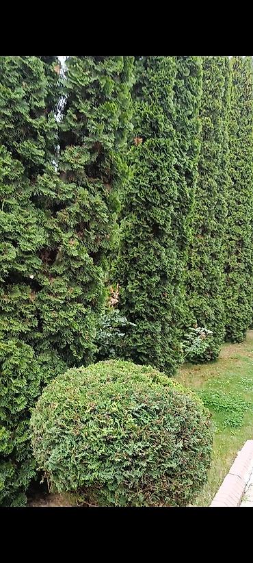 Иссык-Куль 2026: Коттедж, КОТТЕДЖ ЦО Ак Марал, Бает, Детская площадка, Парковка, стоянка, Охраняемая территория — 27