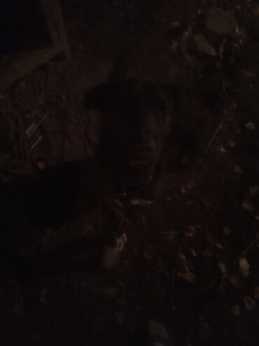 купить собаку шпица недорого: 11 айлык, Эркек, Эмделген lalafo.kg да купить собаку шпица недорого: 11 айлык, Эркек, Эмделген