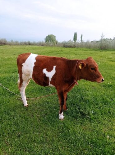 коровы молочной породы в кыргызстане: Продаю | Тёлка | Швицкая | Для разведения | Искусственник