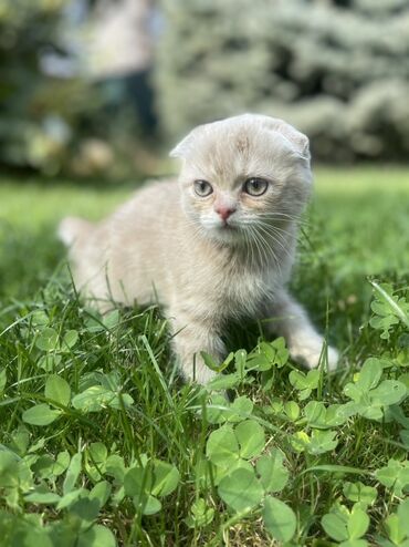 хочу купить кошку: Породистый котёнок шотландской вислоухой (Scottish Fold). Описание: -