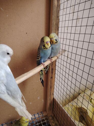 Tutuquşları: Çexlər tam sağlam quşlardı,ələ öyrətməyin tam vaxtıdı, iki üç — 6