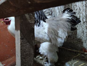 птицы голуби: Брама колумбийская, возрасте 1 год2 петуха