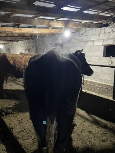 сколько длится беременность коровы: Продаю | Корова (самка) | Для молока | Привязанные