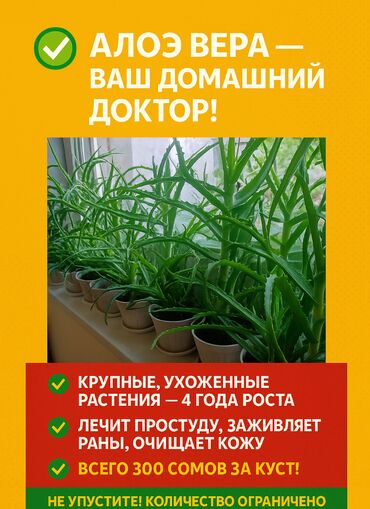 где можно купить корень имбиря: Продаю алоэ — 4 года, крупные кусты! Домашнее, ухоженное, отличное