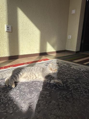 английский короткошерстный кот: Шотландская вислоухая кошка (Scottish Fold), окрас серый мраморный — 5