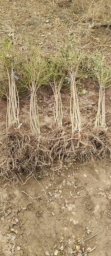 Роза: Продаю Розы ОПТОМ!!! На продажу есть розы в большом количестве разных — 19