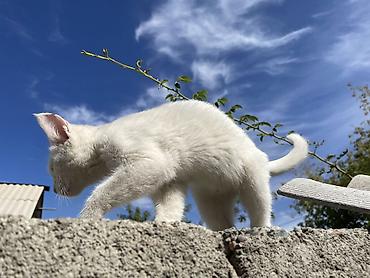 Кошки: Отдаю котят 3 мес черныймальчик, белая девочка район кок жар — 9