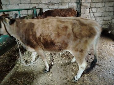 Dana, buzov: Dana, buzov, Dişi, Holsteyn, ay: 1, 560 kq, Ətlik — 5
