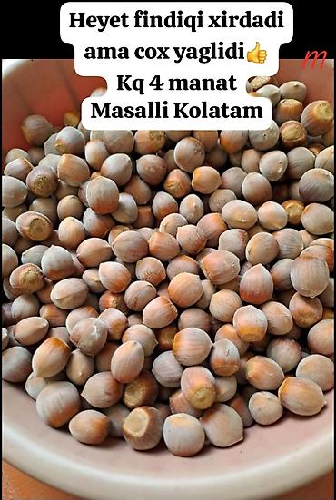 şir tortu: Məhsul: Həyət fındığı (qabıqlı) - Növ: Xırda dənəli, çox yağlı - — 1