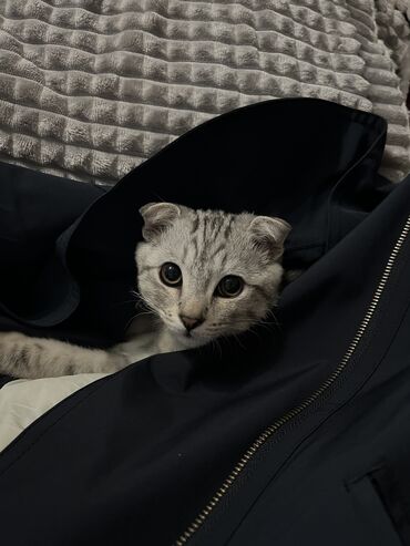 купить кошку вислоухий: 5 айлык, Эркек, Күмүш өңдүү шиншилла, Эмделген