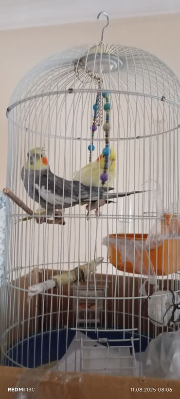 LuAZ: Nymph papuqayları (cüt) və qəfəs dəsti - Növ: Nymph (Cockatiel), 1