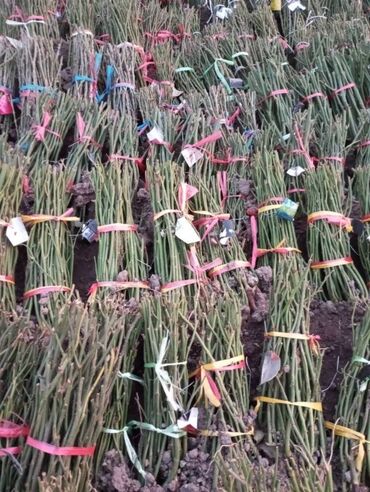 Садовые цветы и кустарники: Саженцы цветка: Розы, Бесплатная доставка, Самовывоз — 2